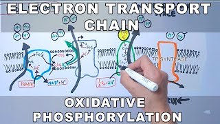 Electron Transport Chain and Oxidative Phosphorylation [upl. by Sammie]