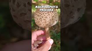 Macrolepiota procera shorts [upl. by Almire]