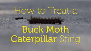 🐛 How to Treat a Buck Moth Caterpillar Sting [upl. by Lyrak]