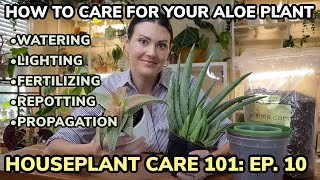 Houseplant Care 101 Aloe Vera Plant Care  Aloe Plant Watering Feeding Repotting amp Propagation [upl. by Dnar]