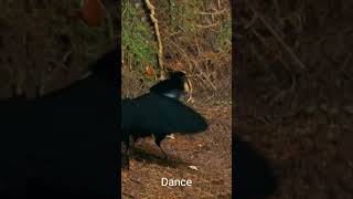 Aaj ki Raatbirds Dance [upl. by Aileen]