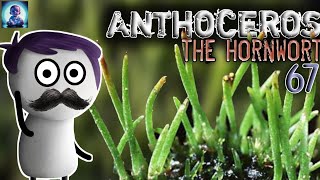 SECRETS OF ANTHOCEROS  ANTHOCEROS IN HINDI  ANTHOCEROS REPRODUCTION  BRYOPHYTA IN HINDI [upl. by Airamahs588]