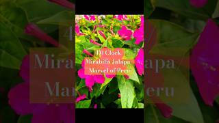 40 Clock  Mirabilis Jalapa  Marvel of Peru 🩷 [upl. by Atiuqa]