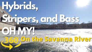 360VR  Savannah River  Hybrids Stripers and Bass OH MY [upl. by Creigh]