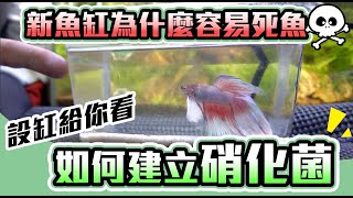 養魚前要準備什麼？新設缸的幾個觀念－實測分享｜how to set up an fish tank Aquarium [upl. by Kalvn]