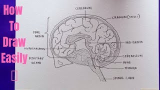 How to draw diagram of Human Brain easily  step by step  Drawing of Human Brain [upl. by Faina723]