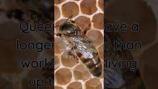 Secrets of the Queen Bees Longevity [upl. by Bahe715]