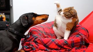 Funny Cats And Dogs Part 5  Funny Cats vs Dogs  Funny Animals Compilation [upl. by Ehpotsirhc933]