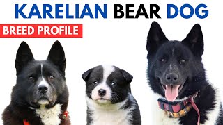 Karelian Bear Dog Dog Breed Profile History  Price  Traits  Karelian Bear Dog Dog Grooming Needs [upl. by Crandall]