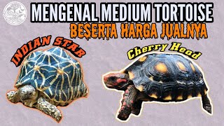 Mengenal KuraKura Indian Star dan Cherryhead beserta harga jualnya [upl. by Sheelah]