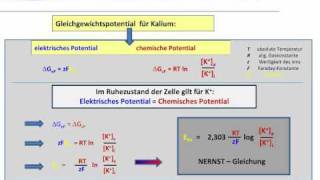 Membranspannung  Membranpotential  Ruhepotential [upl. by Squire895]