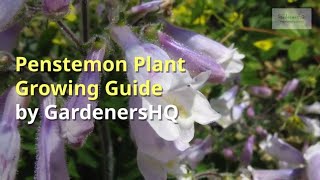 Penstemon Growing Guide [upl. by Mercado]