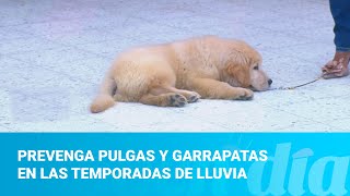 Prevenga pulgas y garrapatas en las temporadas de lluvia [upl. by Nwahsat]