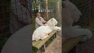 We wanted to do a video with Eros but this happens… lion tiger whitetiger catsoftiktok [upl. by Eliathan]