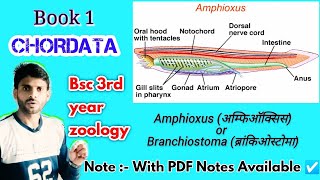 CHORDATA  Amphioxus or Branchiostoma एम्फीऑक्सस अथवा ब्रांकियोस्टोमा Bsc 3rd zoology [upl. by Othe]