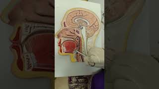 Practical Anatomy  GIT Module  Oral Cavity  Sagittal Section of Head [upl. by Minica]