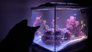 Fluval Evo 135g Setup wupgrades [upl. by Loar]