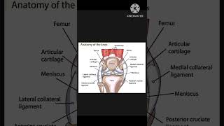 Anatomy of knee joint viralvideo shorts trending youtubeshorts [upl. by Nesyaj41]