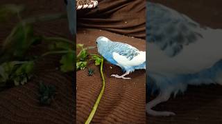 Budgies vs Cockatiels parrots 😈😈 [upl. by Chapin]