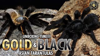 Ornithoctonus Aureotibialis  Lampropelma Arboricola Unboxing Solid ng kulay [upl. by Langan506]