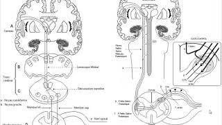 🔴Neurologie Compression Médullaire Lentes [upl. by Elfreda445]