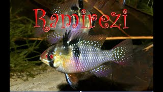 BLUE RAM  RAMIREZI CICHLID in NATURE  Mikrogeophagus ramirezi    ramirezi in the wild [upl. by Aggri]