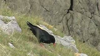 Choughs at St Govans Head [upl. by Ynor]