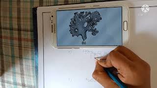 How to draw a foliose litchens [upl. by Anec]