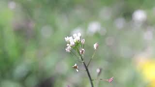 SHEPHERDS PURSE Capsella bursapastoris [upl. by Welker]