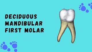 Deciduous Mandibular First Molar  Deciduous Tooth Morphology [upl. by Odlonra948]