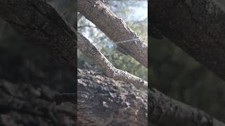 Metallic Woodboring beetles Love Dead Wood arizonanature insects buprestids coleoptera [upl. by Flavian558]