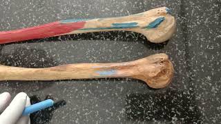 HUMERUS   BONES OF UPPER LIMB   ANATOMY   MADE EASY [upl. by Anaderol]