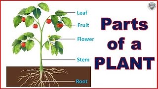 Parts of plant nameParts of a plantparts of plant with pictureParts of plant and their functions [upl. by Royce]