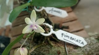 Anggrek Phalaenopsis Fimbriata Suka banget berbunga [upl. by Ias751]