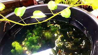 I create my every fish tank in planted tank🥰 please🙏 subscribe guys next update is coming soon🥰 [upl. by Irallih]