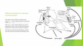 Apis mellifera chemical communication Youtube Project [upl. by Ardiekal679]