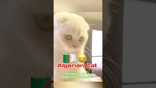 Do You Want to Come with Me to Algeria🇩🇿 😂 MyPetsie [upl. by Assilym7]