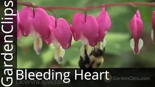 Bleeding Heart  Dicentra spectabilis  Lamprocapnos spectabilis  How to Grow Bleeding Heart [upl. by Murage315]