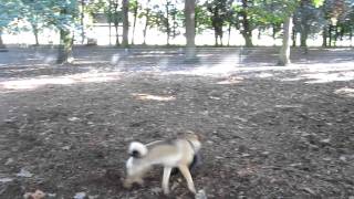 Bob the Schipperke puppy at Normandale Dog Park Portland OR [upl. by Nilrev]