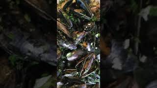 French Mussels with white wine and heavy cream mussels foodie frenchcourse creamy delicious [upl. by Harrell]