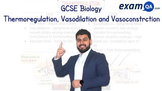 Thermoregulation Vasodilation and Vasoconstriction  GCSE Biology [upl. by Enirahtac]