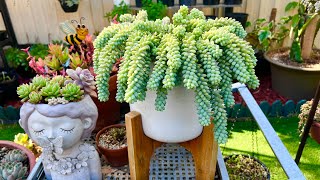 How to Multiply Burros Tail [upl. by Thapa199]