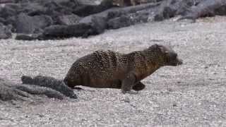 Young Galapagos sea lion running [upl. by Branen]