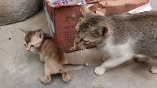 Mom cat talking to her kittens  Mother Cat Calling Her Kitten [upl. by Taka]