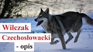 WILCZAK Czechosłowacki  OPIS  charakter dla kogo wady i zalety żywienie [upl. by Doty]