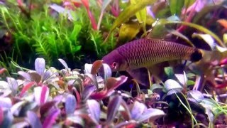 Crossocheilus reticulatus in Bucephalandra aquarium [upl. by Eek]