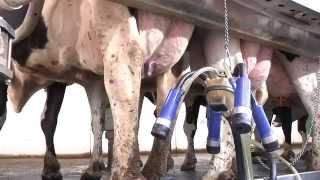 The Complete Milking Routine The 7 Habits of Highly Successful Milking Routines [upl. by Nomrac]