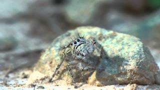 Awesome Jumping SpiderBig Phidippus Putnami [upl. by Kester]