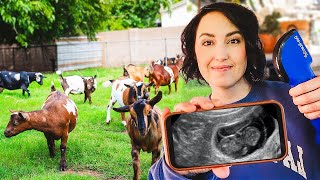 Lets see which GOAT is PREGNANT ultrasound day on the farm [upl. by Killian]