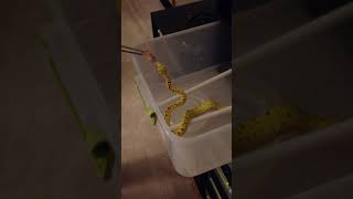 Feeding Green Tree Python Babies [upl. by Ayikat]